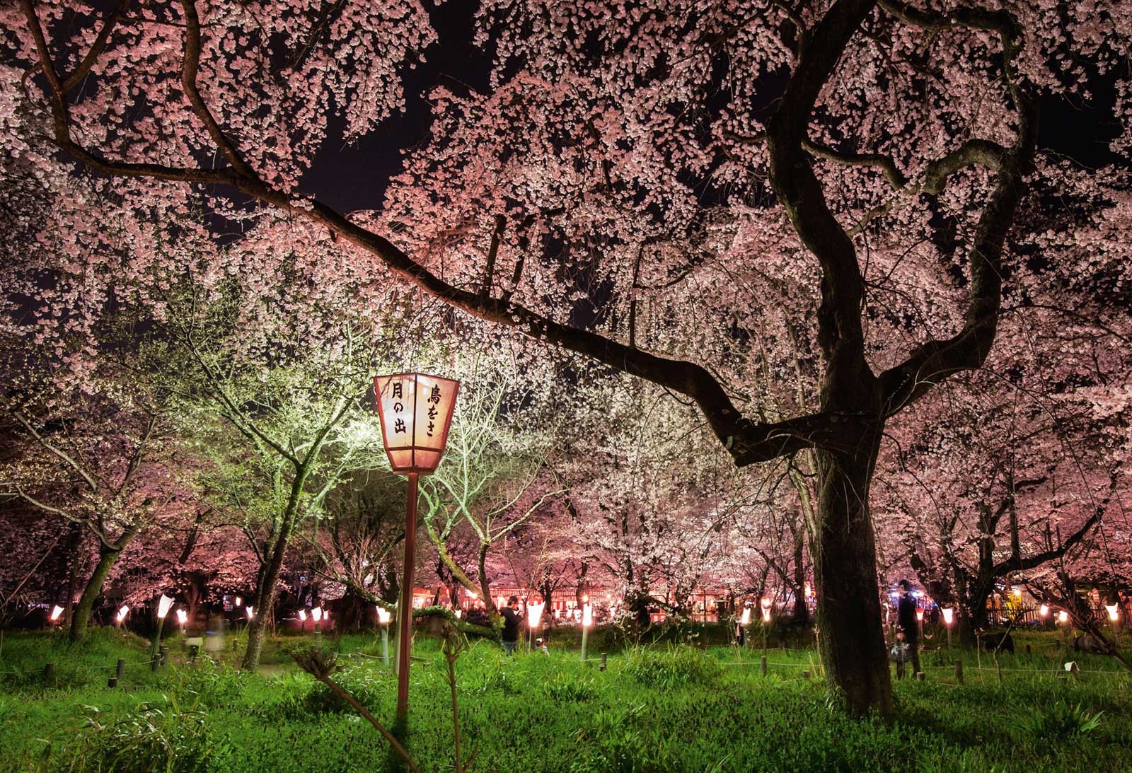 تصویر شکوفه های گیلاس ژاپن در شب زیبا برای Instagram
