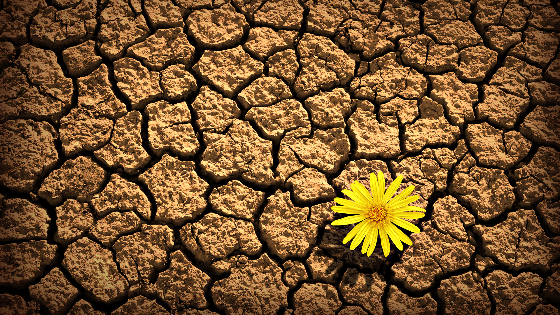 تصویر زمینه جالب گل زرد امید بخش در کویر با کیفیت 4k