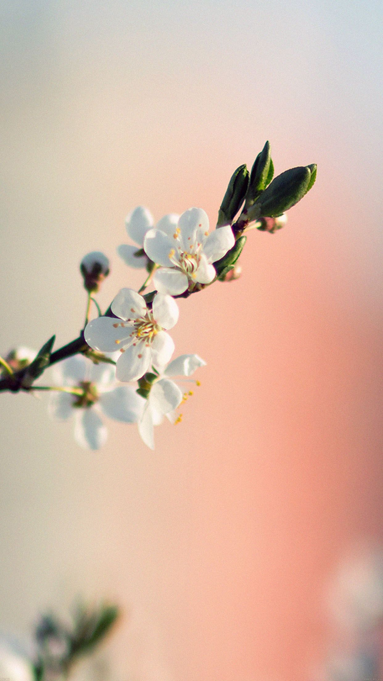 شکوفه های قشنگ بهار به رنگ سفید برای پروفایل تلگرام