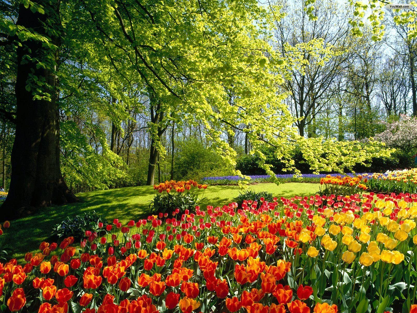 تصویر باغ گل لاله زرد و نارنجی در پارک برای پروفایل تلگرام