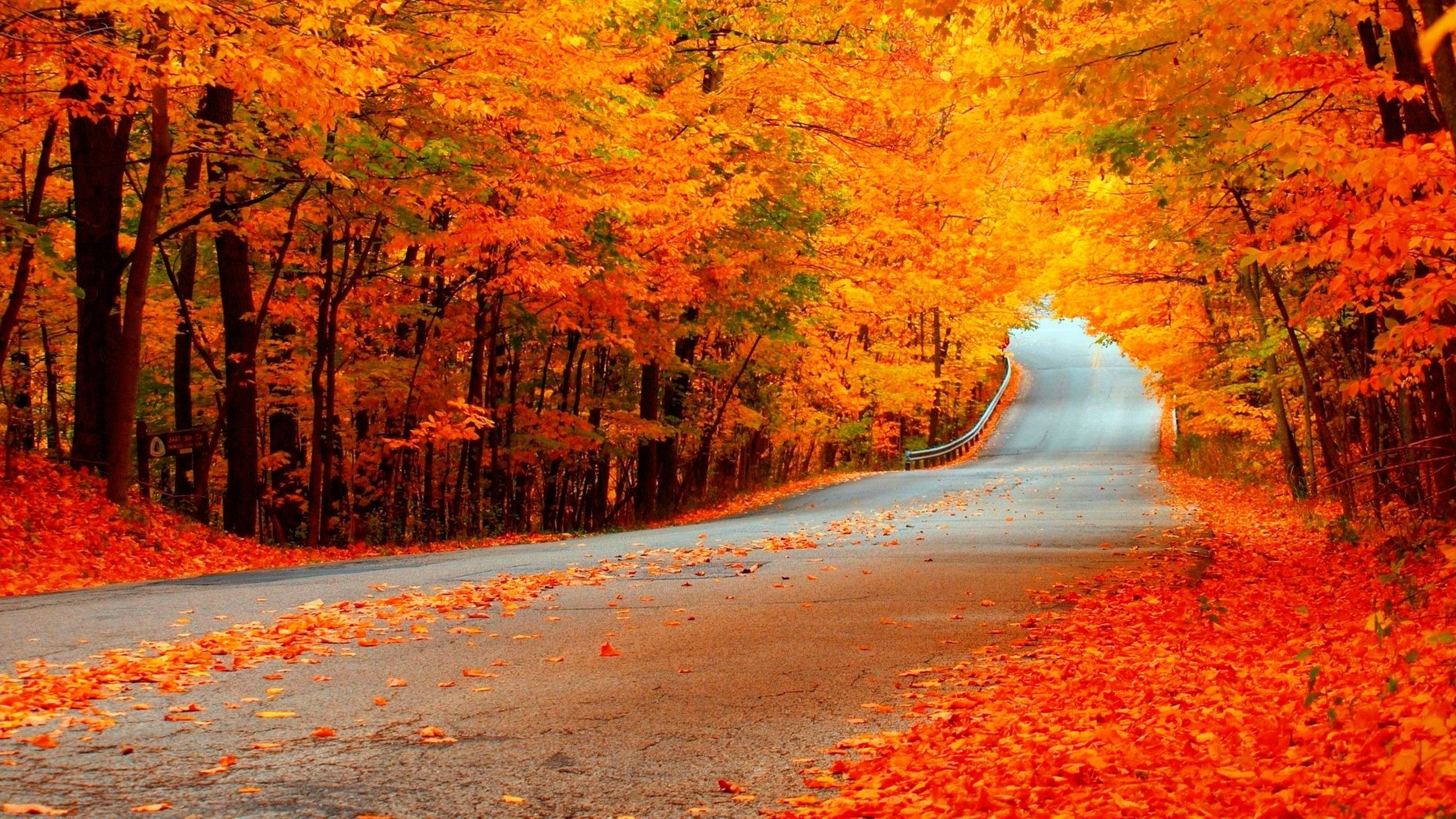 عکس جاده پاییزی زیبا و رویایی در فصل زرد رنگ