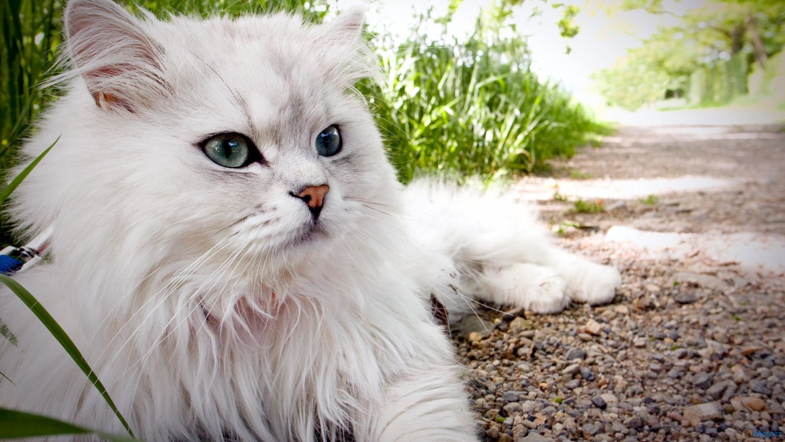 زمینه خوشگل ترین گربه پرشین دنیا برای IPhone