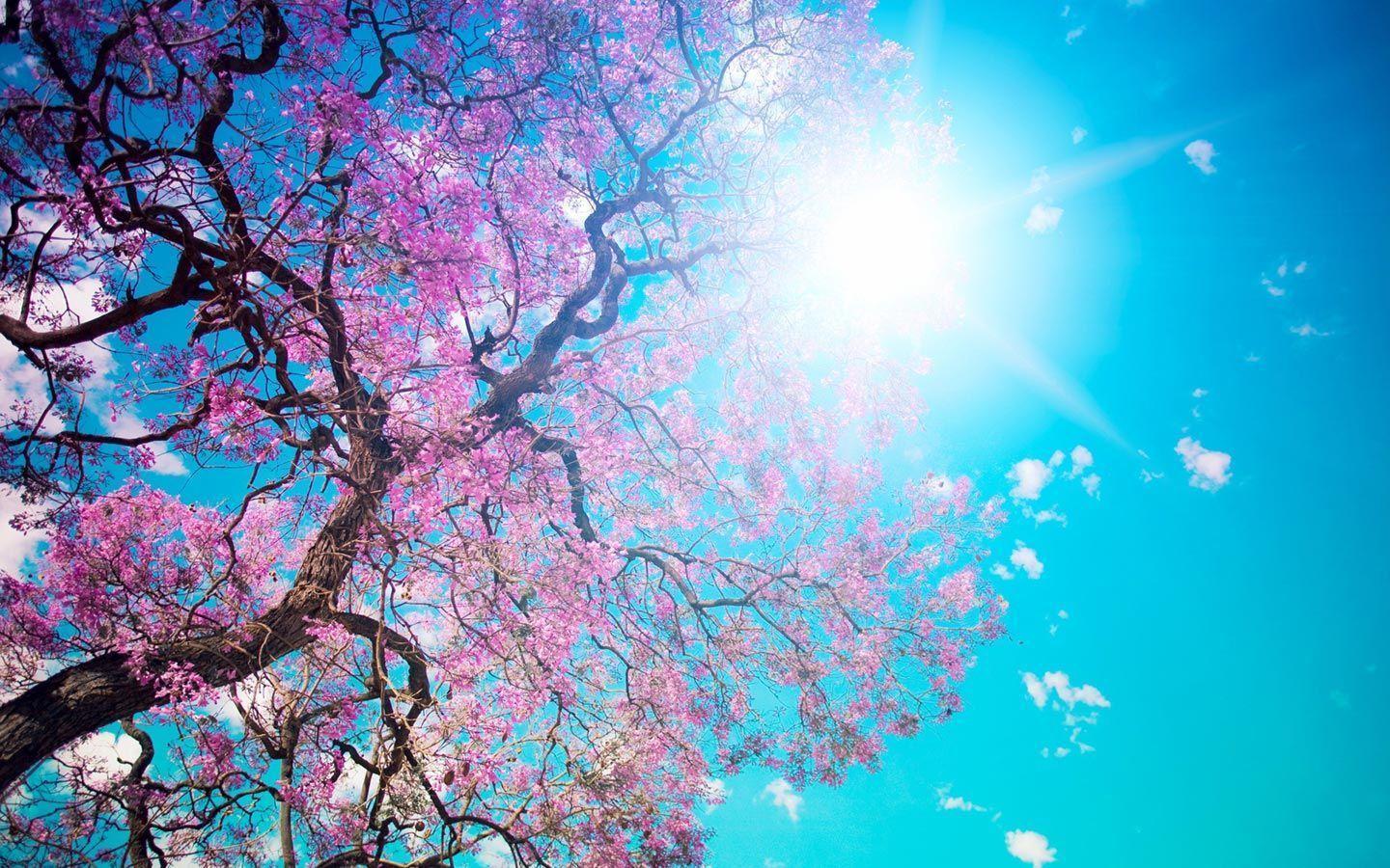 تصاویر شکوفه های بهاری درخت HDR