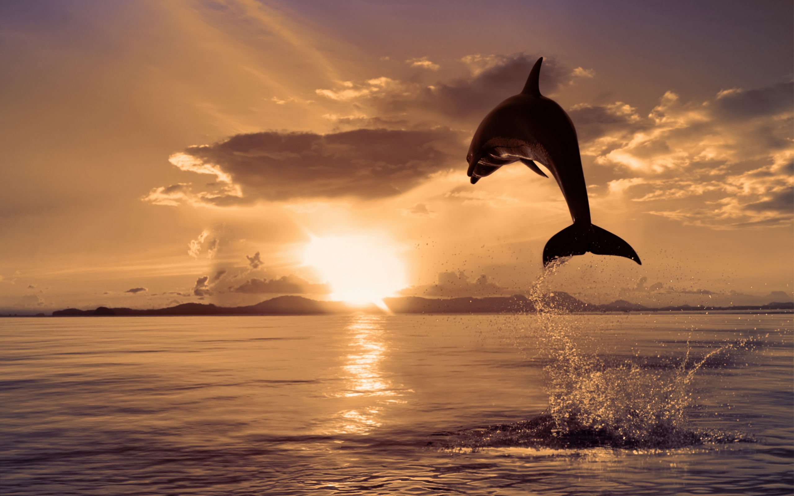دانلود تصاویر پس زمینه از دلفین ها برای دسکتاپ Dolphins