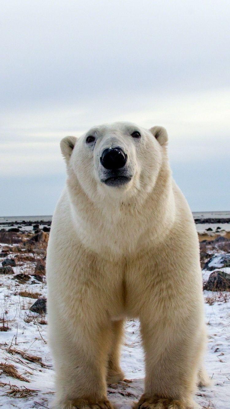 خرس قطبی تنومند در یک قاب هنری جذاب مخصوص زمینه