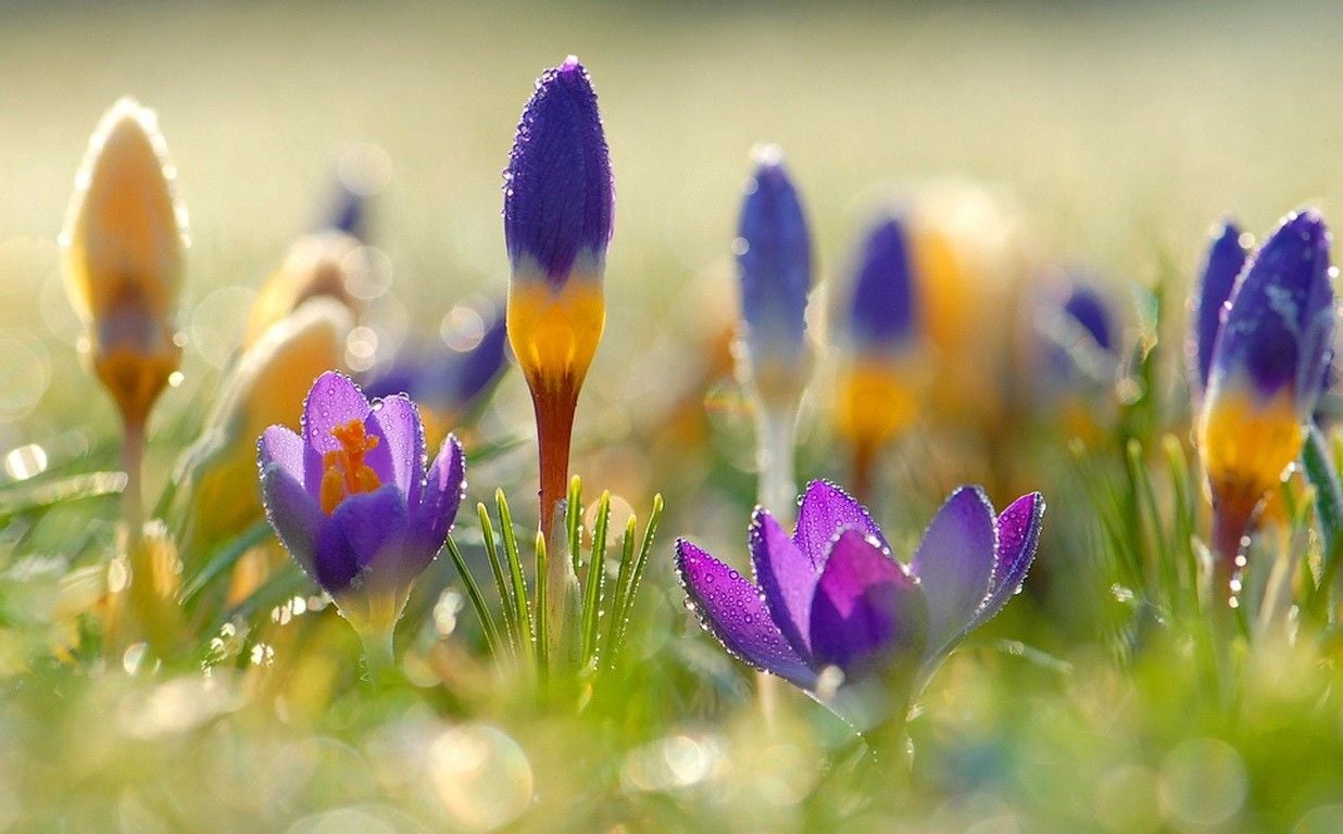 عکس گل های کوچک بهاری زیبا با کیفیت بالا