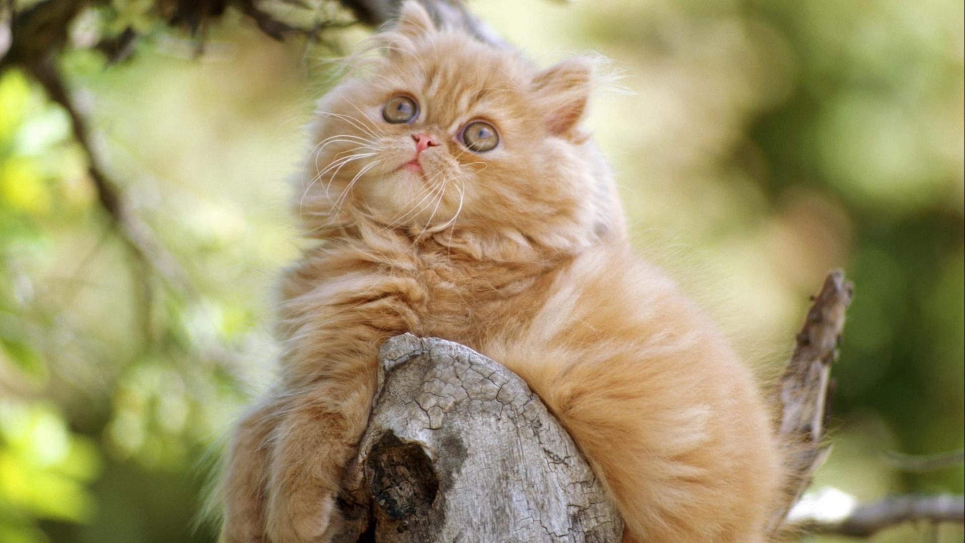 عکس گربه پرشین طلایی زیبا در طبیعت سبز خوشگل 