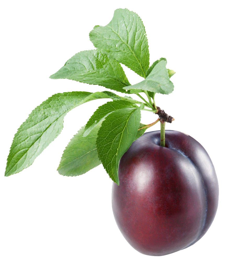 Ripe Black Plum Photo In PNG Format Ripe Black Plum Photo In PNG Format