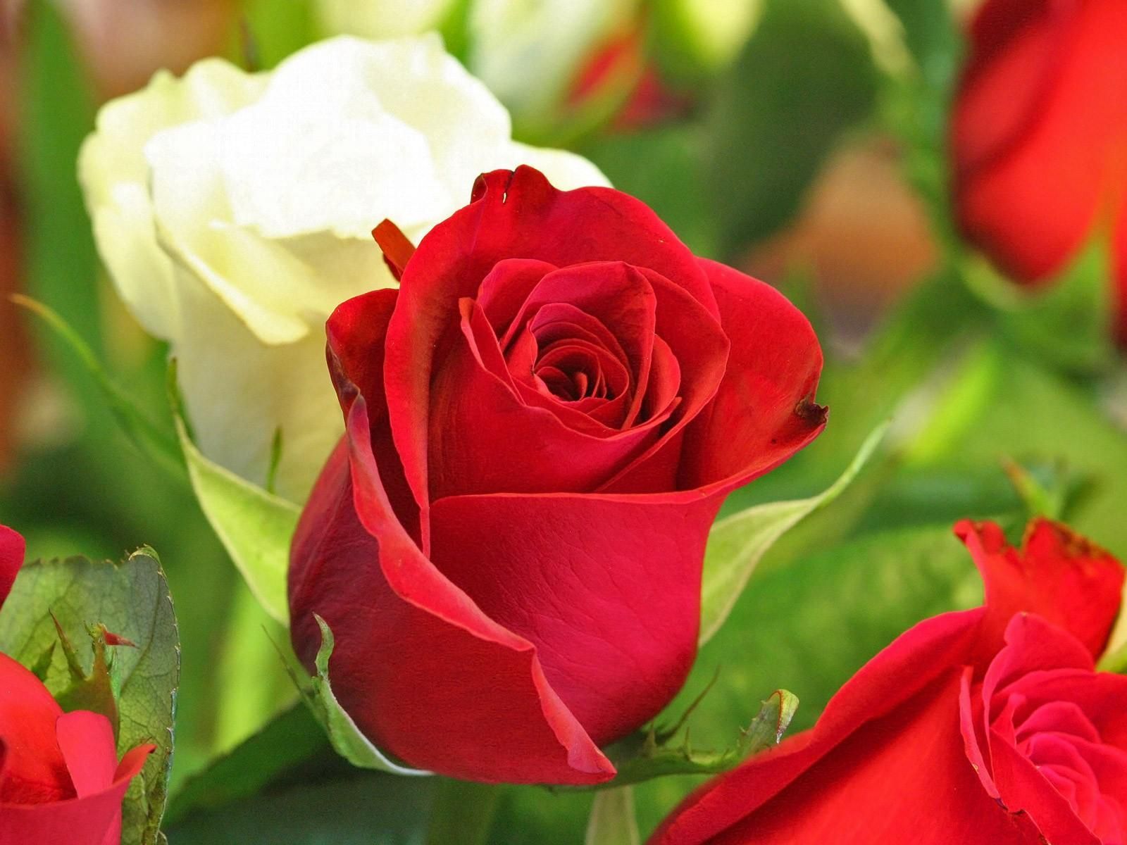 تصویر گل رز قرمز و سفید برای چاپ تابلو با کیفیت 8K