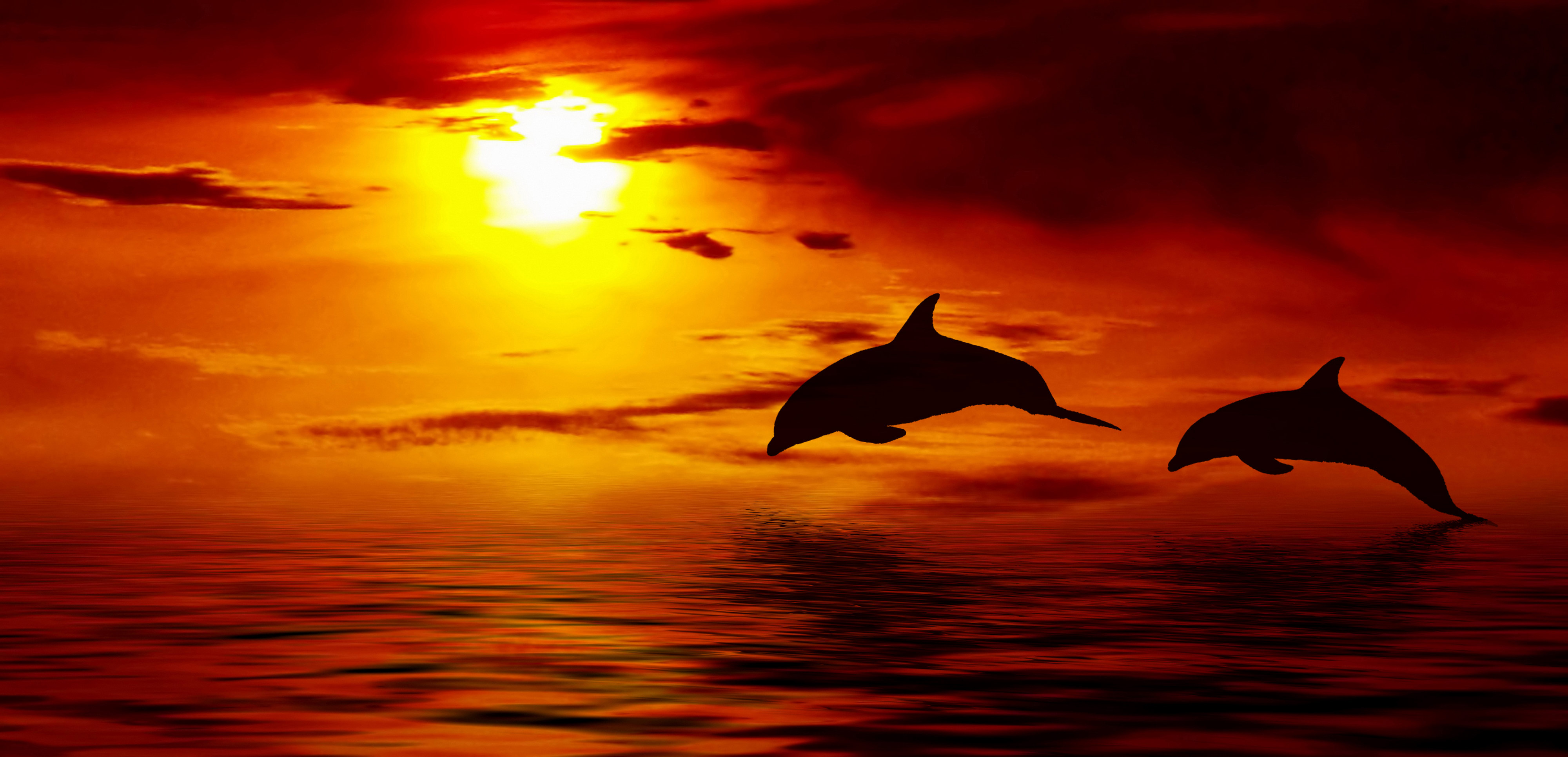 عکس دلفین های بسیار زیبا و تماشایی برای والپیپر و تصویر زمینه کامپیوتر