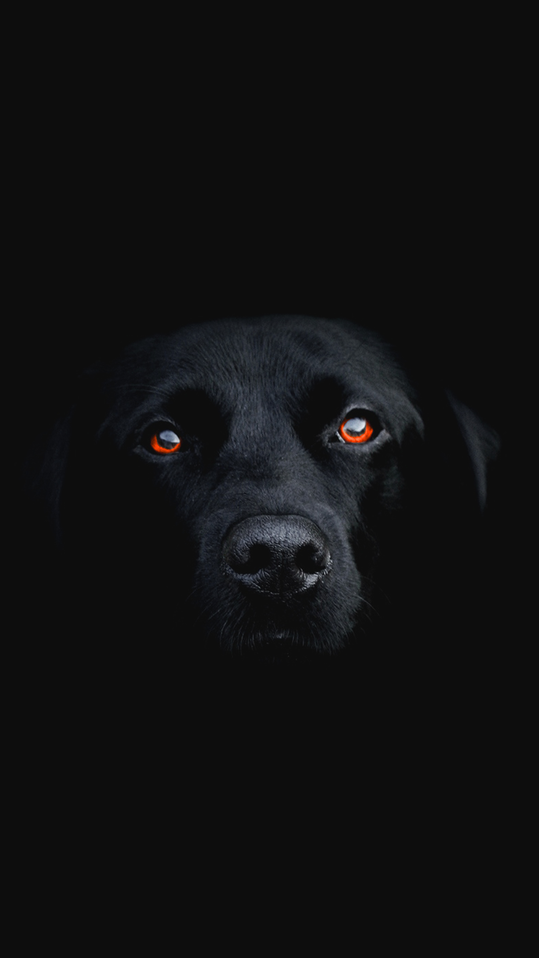 جالب ترین بک گراند سگ مشکی و سیاه برای سامسونگ A13
