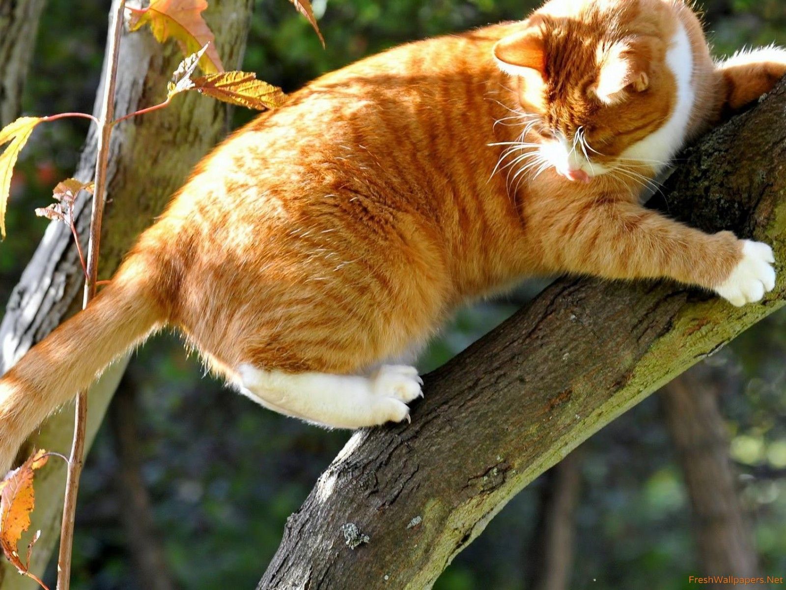 عکس گربه نارنجی پشمالو روی درخت با پنجه های تیز