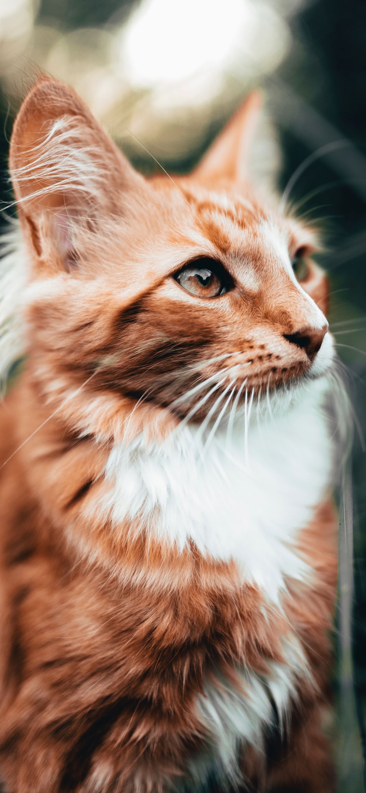 پروفایل محشر گربه نارنجی و سفید با کیفیت بالا 