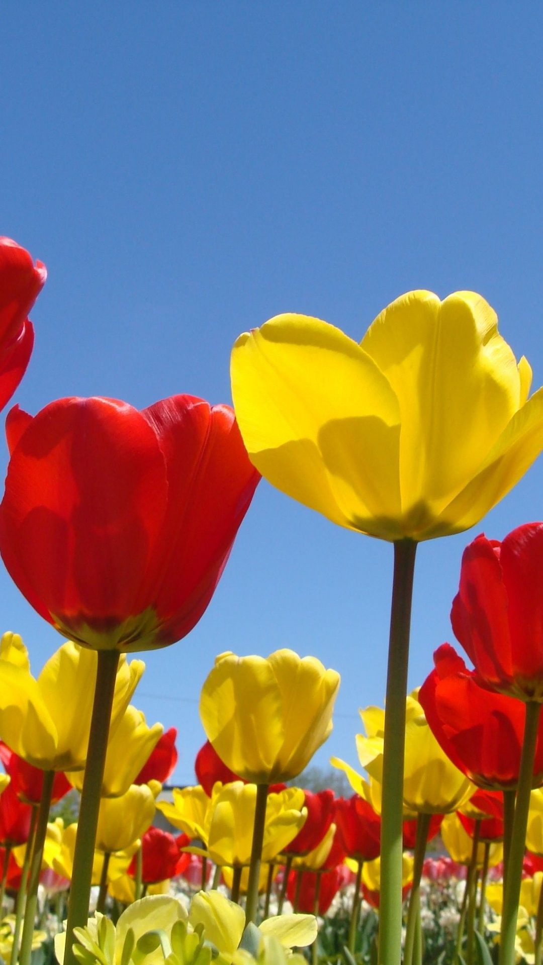 جدید‌ترین والپیپر گل های زرد و قرمز بهاری برای هوآوی
