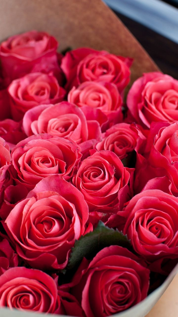 تصویر زمینه فوق العاده خوشگل گل رز قرمز برای آیفون