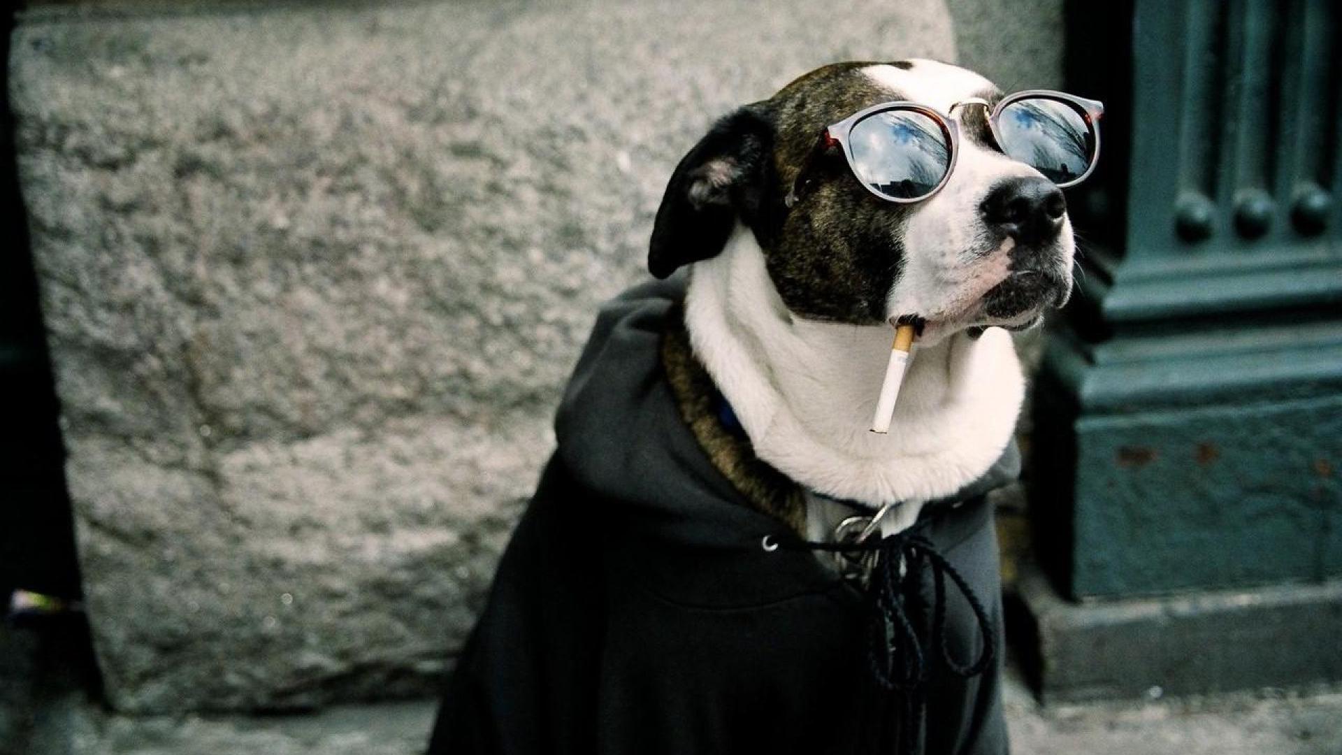 لاکچری ترین تصویر زمینه سگ با عینک آفتابی و سیگار