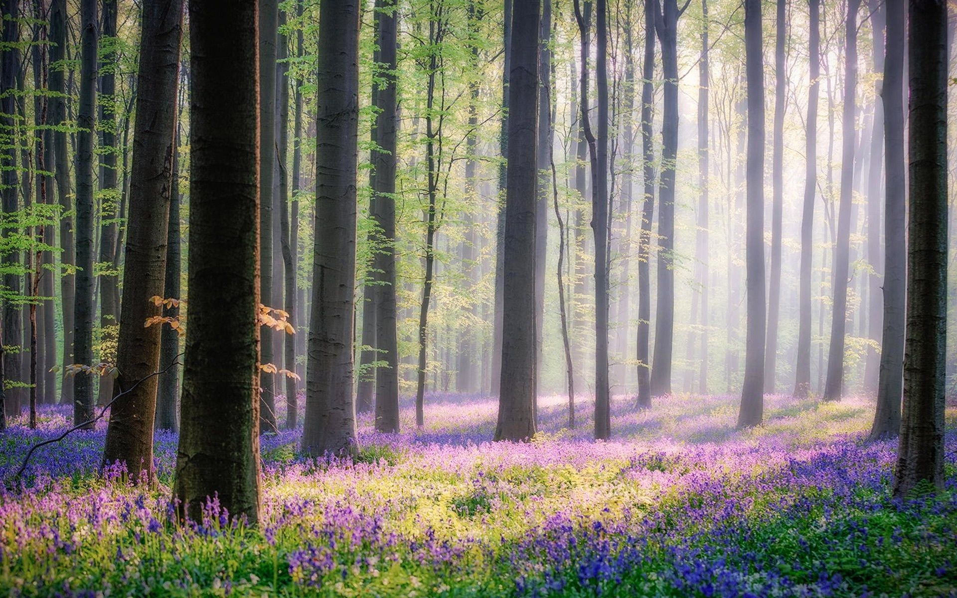 عکس جنگل سرسبز و رویایی با گل های رنگارنگ آبی و بنفش