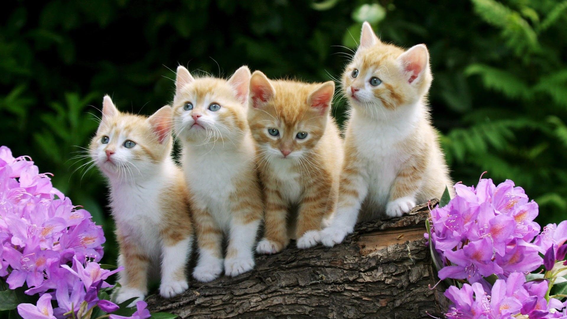 عکس بهاری بچه گربه های خوشگل کوچولو کنارهم 4k