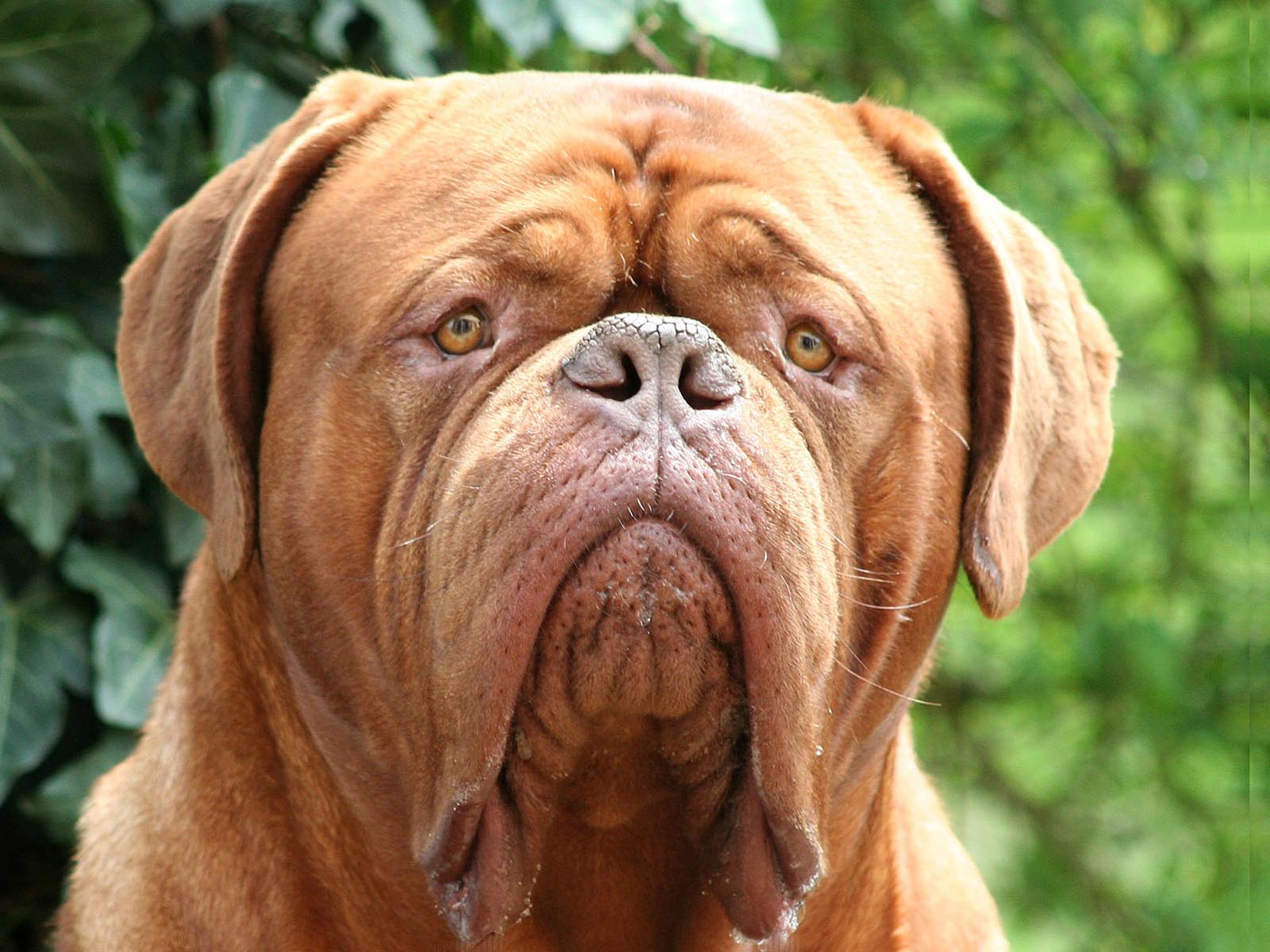 تصویر بامزه سگ بولداگ چاق غول پیکر با رنگ قهوه‌ای