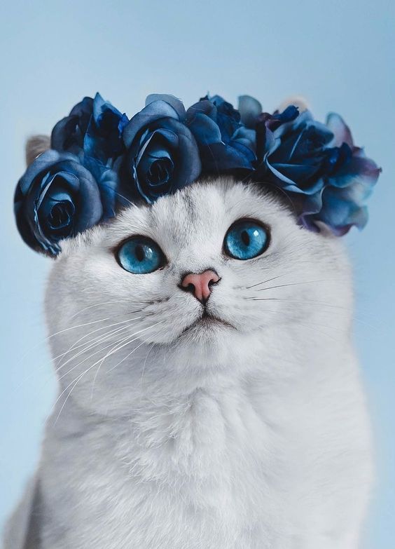بک گراند گربه کوچولو بامزه سفید با تاج گل های رز آبی تیره