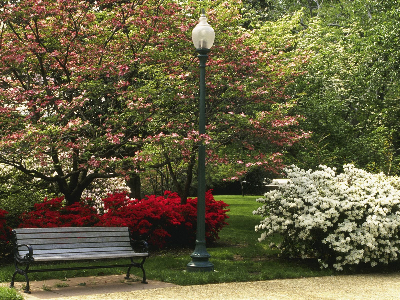 تصویر پروفایل شگفت‌انگیز پارک بهاری با بوته گل های زیبا 