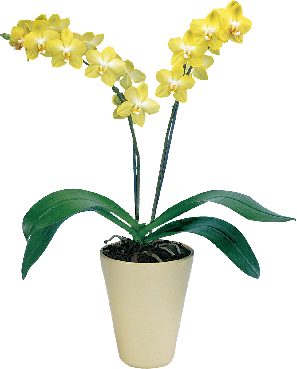گیاهان آپارتمانی ارکیده زرد PNG با کیفیت بالا