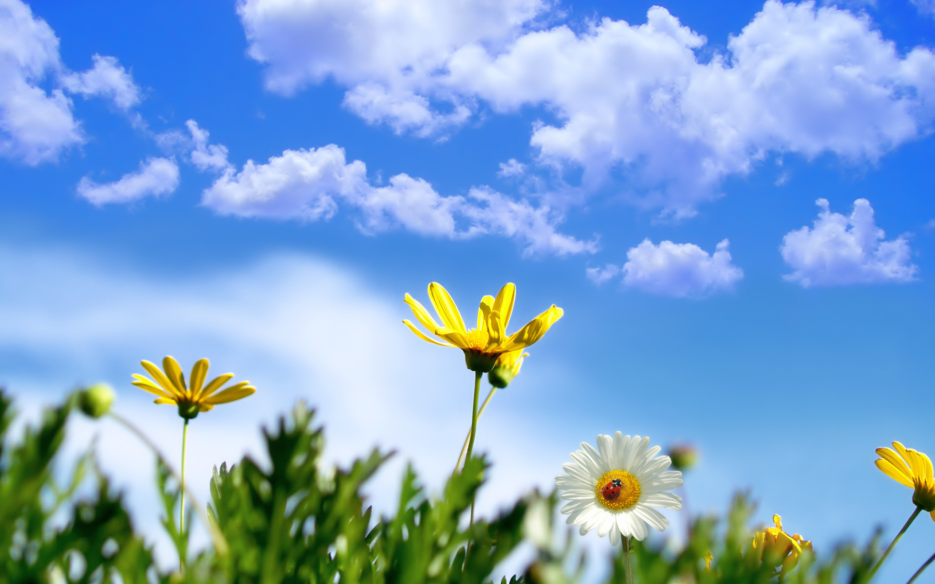 والپیپر و بک گراند و عکس گل آفتابگردان فانتزی با آسمان آبی