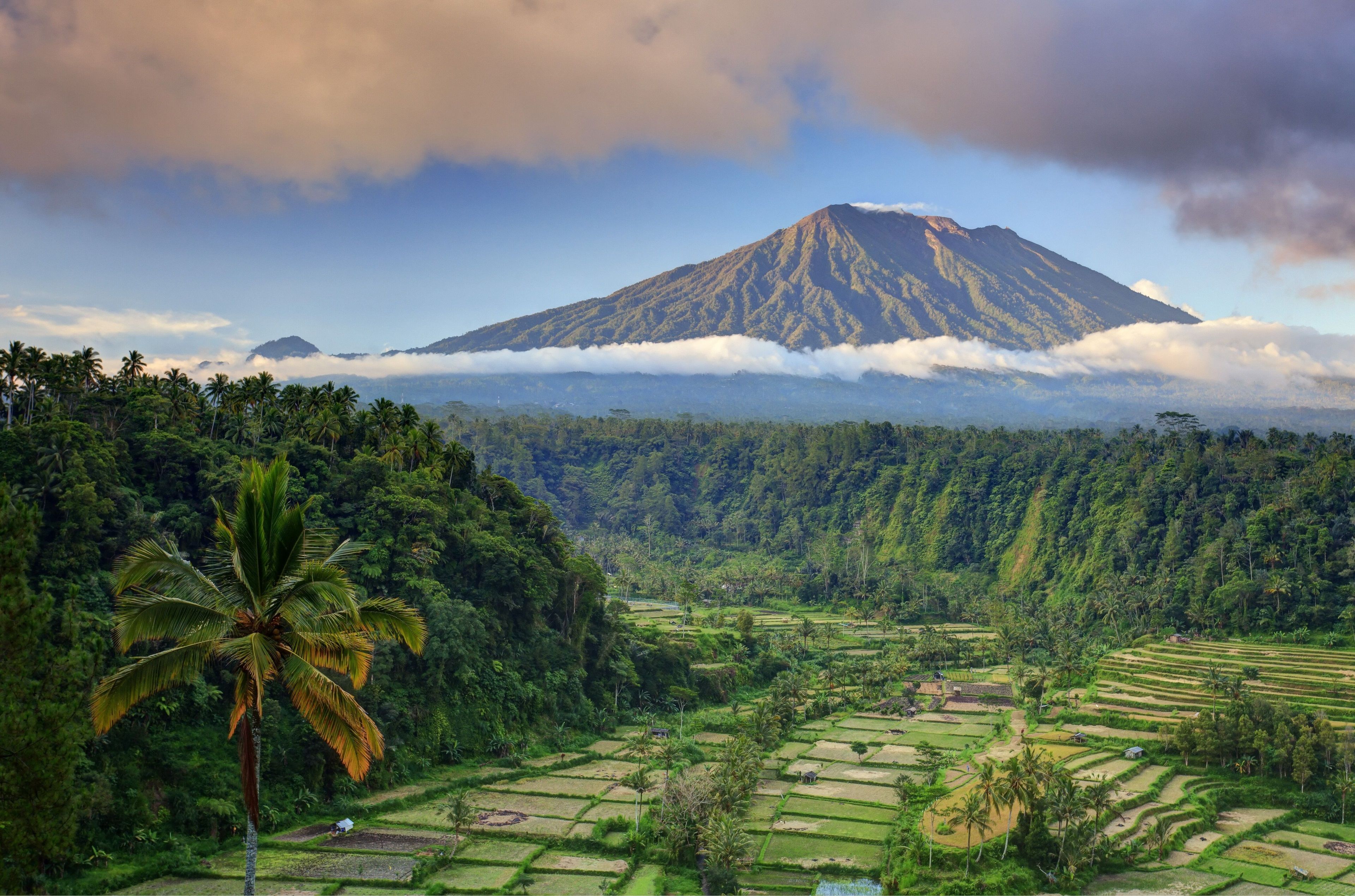 تصویر شالیزار های سرسبز برنج بالی و کوه مرتفع قشنگ 