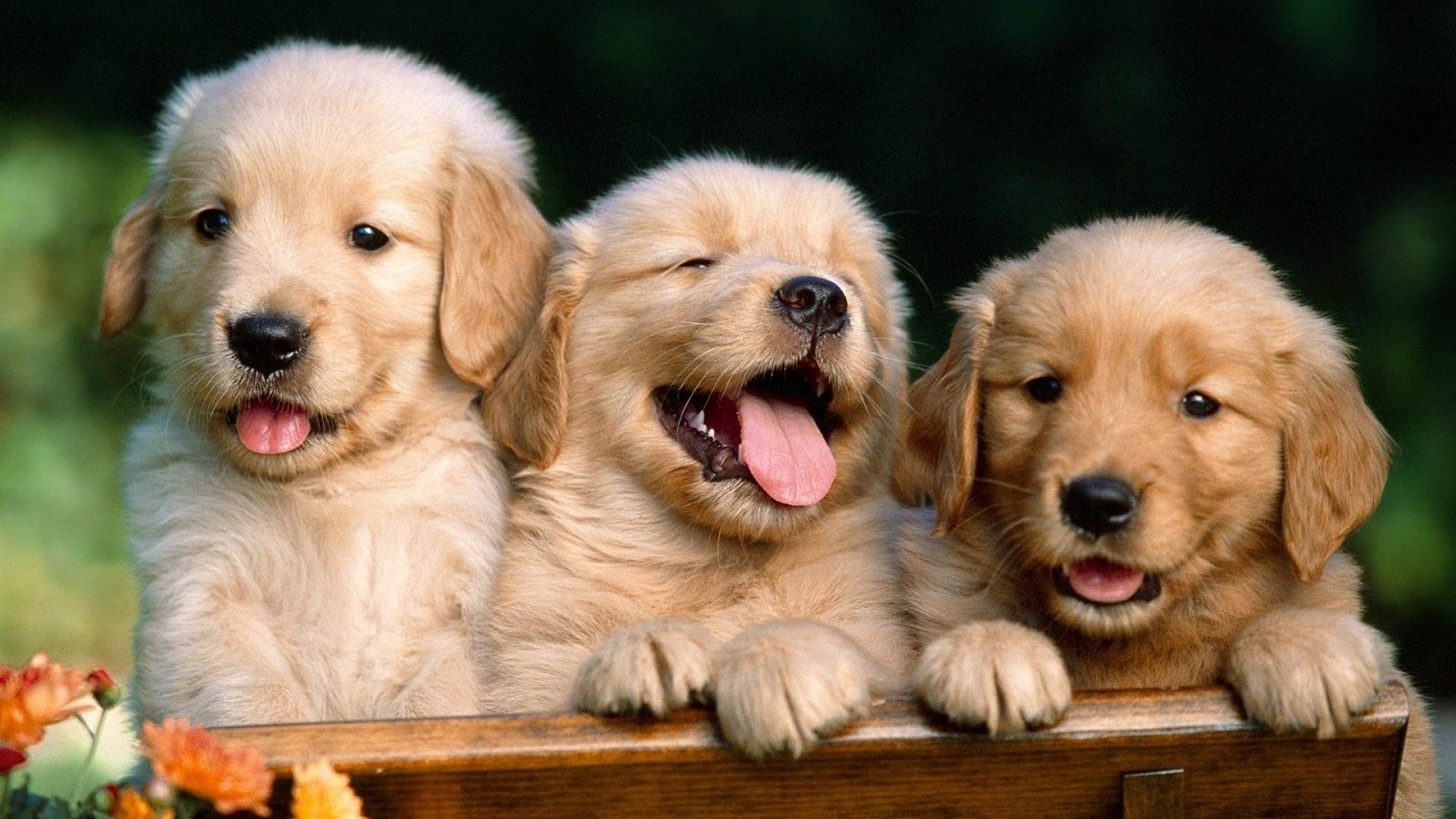 عکس jpg سه بچه سگ دوست داشتنی در طبیعت زیبا