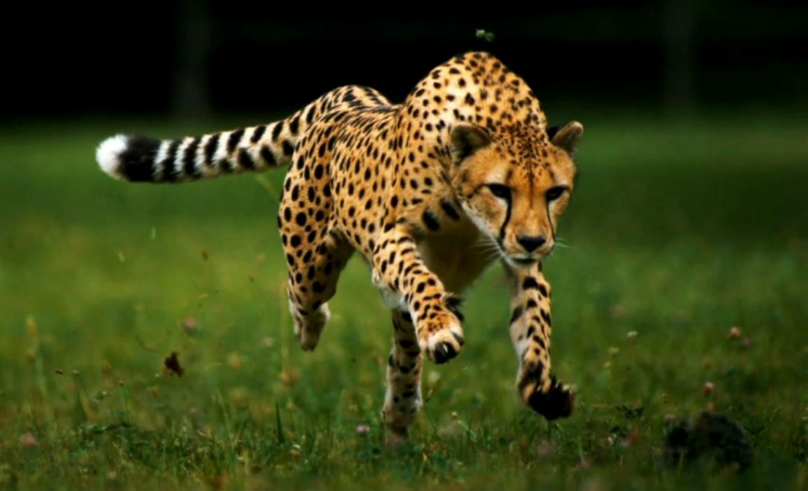 عکس دویدن یوزپلنگ وحشی در دشت های سرسبز