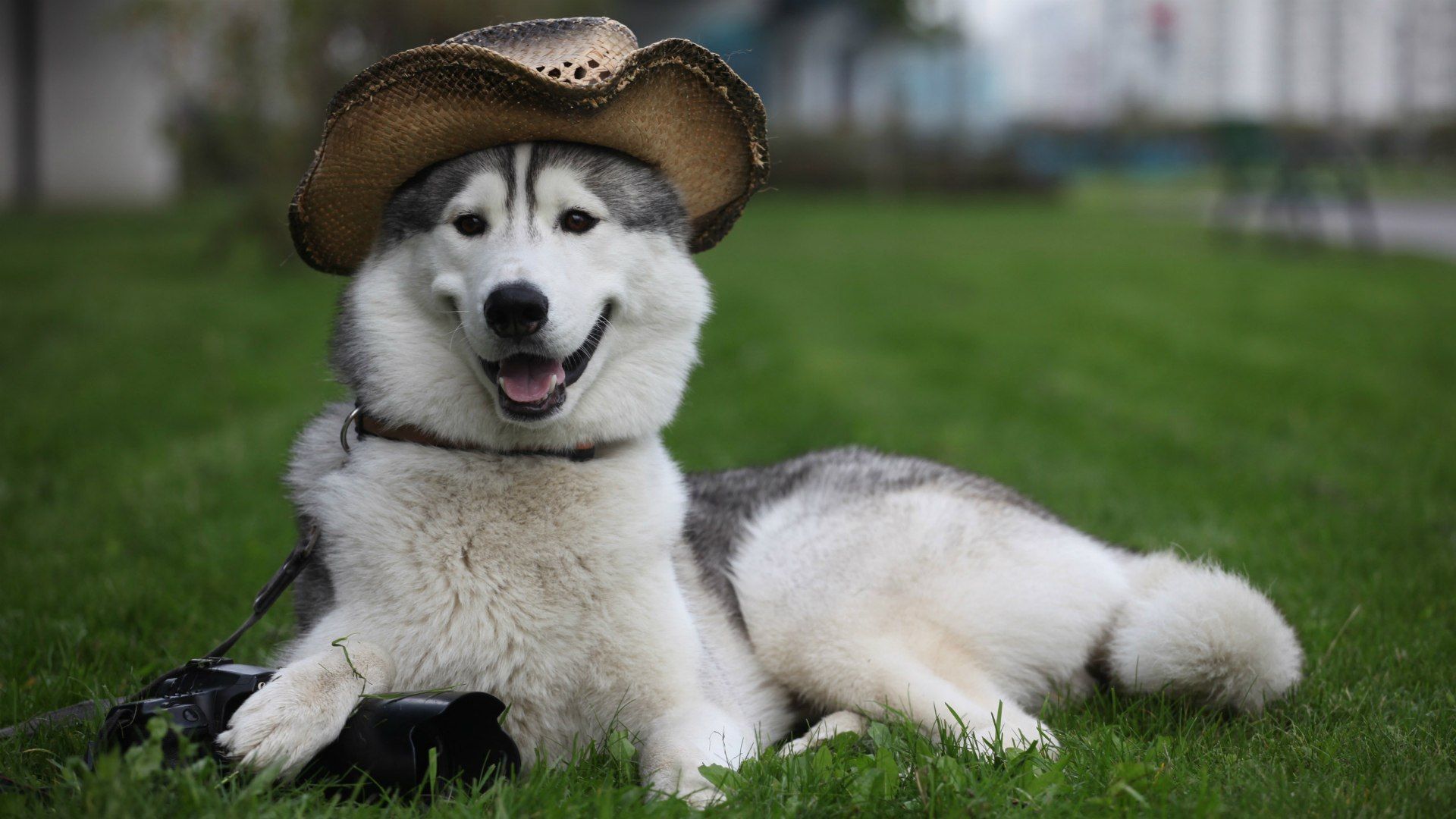 عکس نژاد سگ مالاموت یا alaskan malamute با کلاه