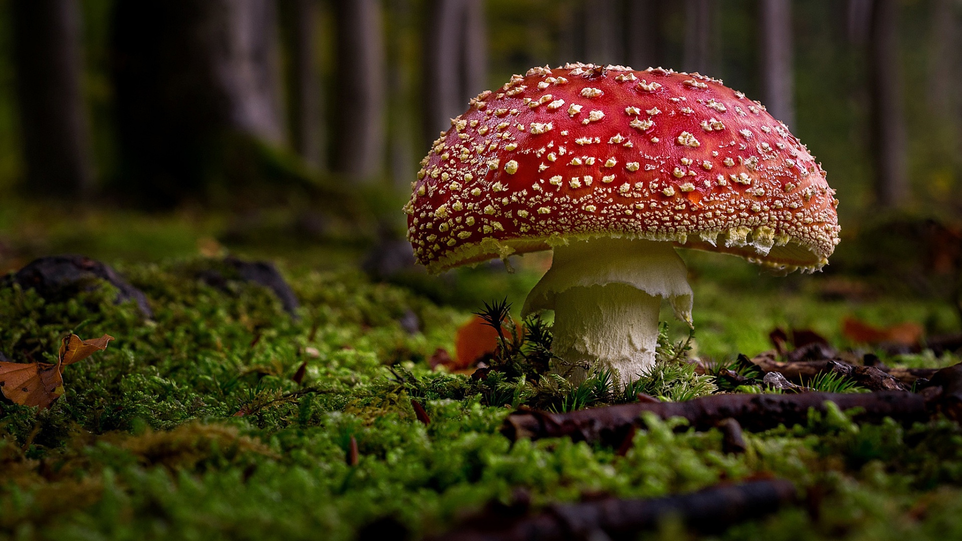 تصویر جذاب از قارچ کچولو در وسط جنگل انبوه مخصوص تصویر دسکتاپ 