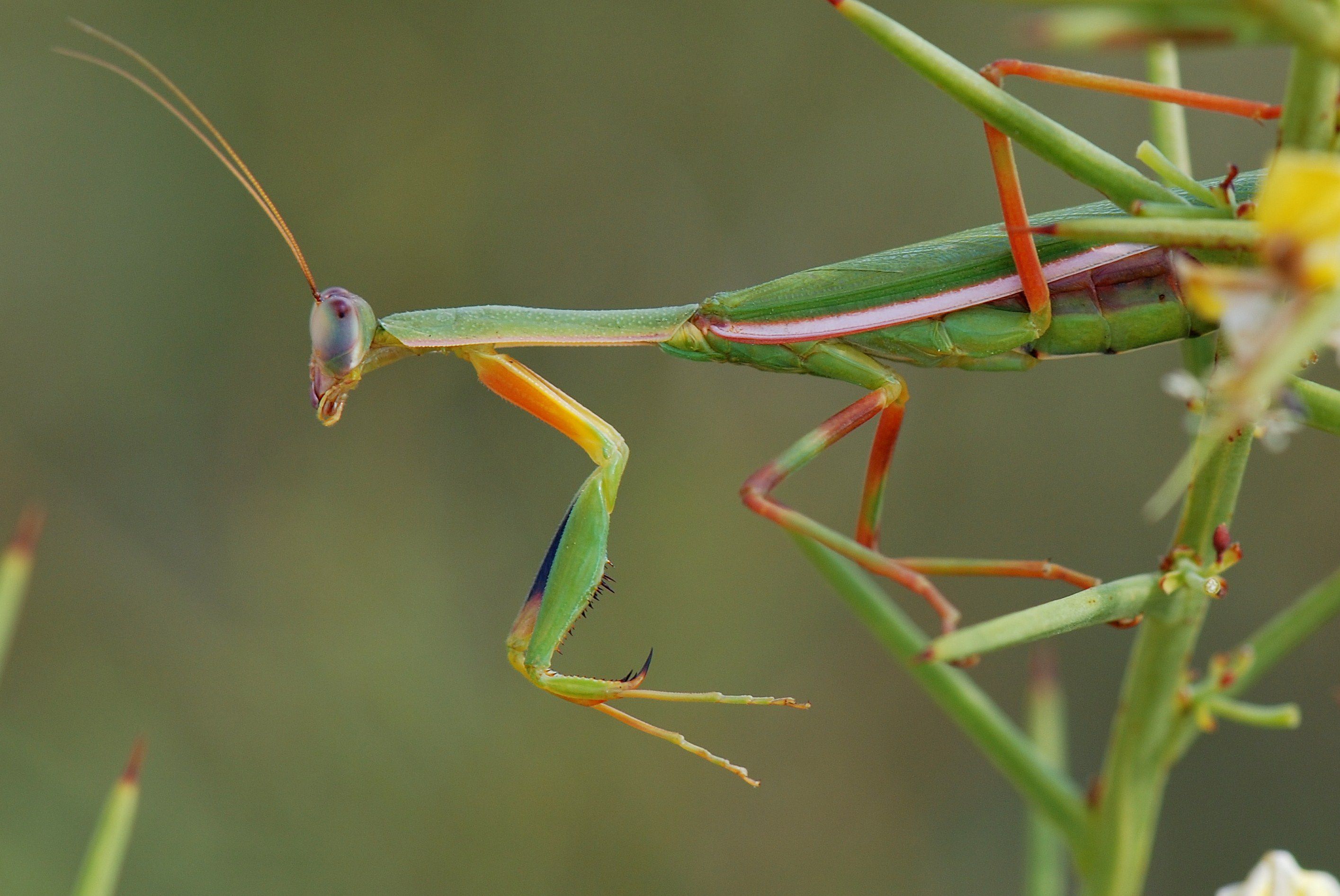 نمای هنری از حشره Mantis در حال حرکت روی شاخه ها