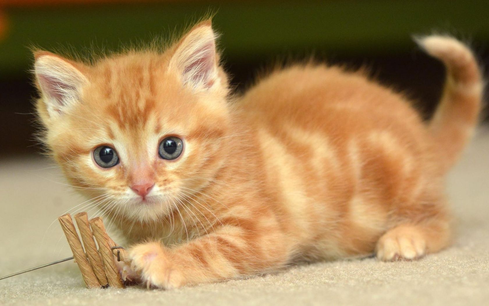 بچه گربه کوچولوی نارنجی در یک قاب هنری دلربا
