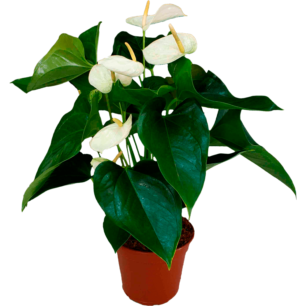 عکس گلدان با گلهای سفید و بزرگ png