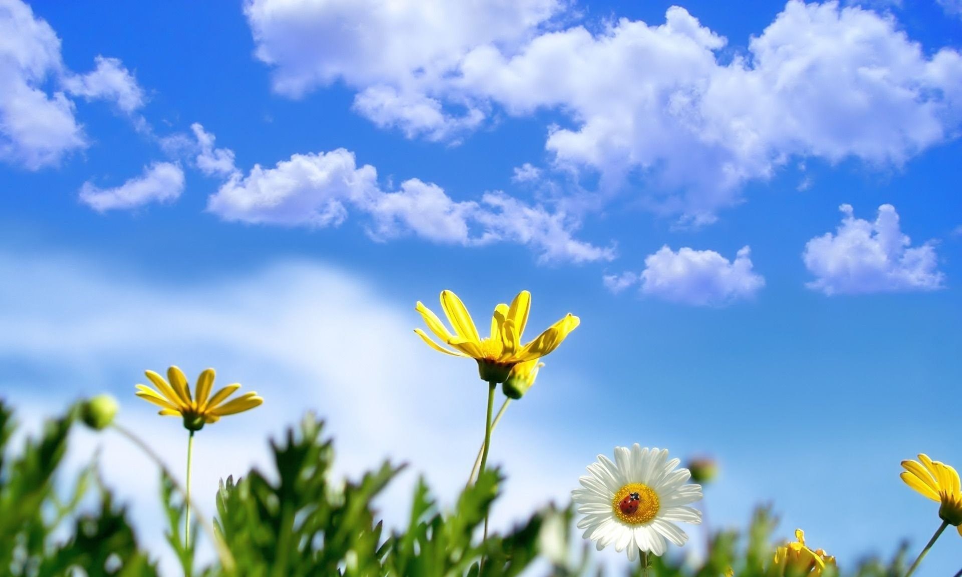 عکس گل های بهار با پس زمینه آبی و ابرها 8K