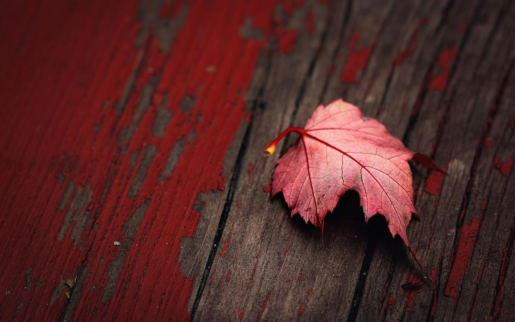دانلود تصویر زمینه برگ پاییزی قرمز برای دسکتاپ لپتاپ