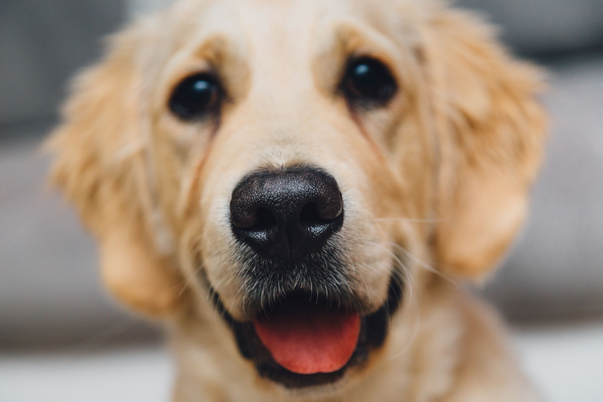عکس از نزدیک سگ قهوه‌ای پشمالو مختص Instagram