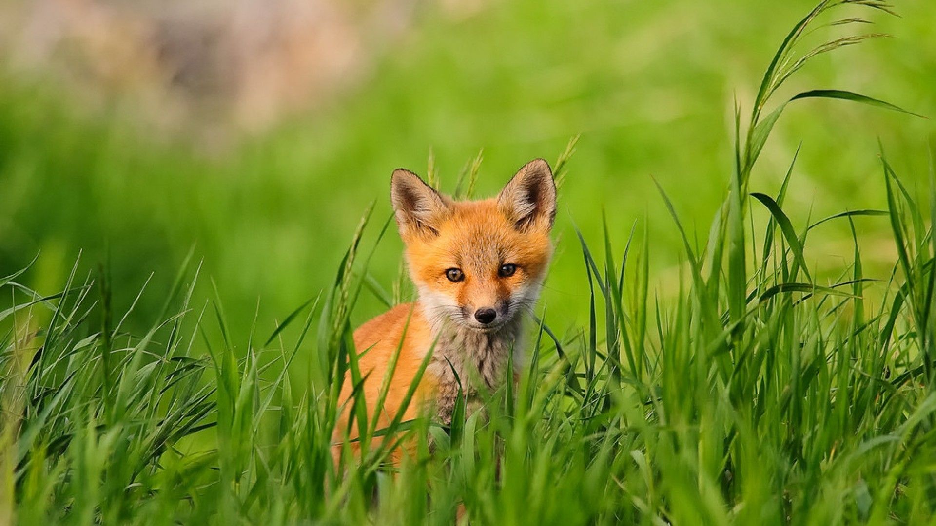 جدید ترین تصویر بچه روباه نارنجی پنهان شده پشت سبزه 