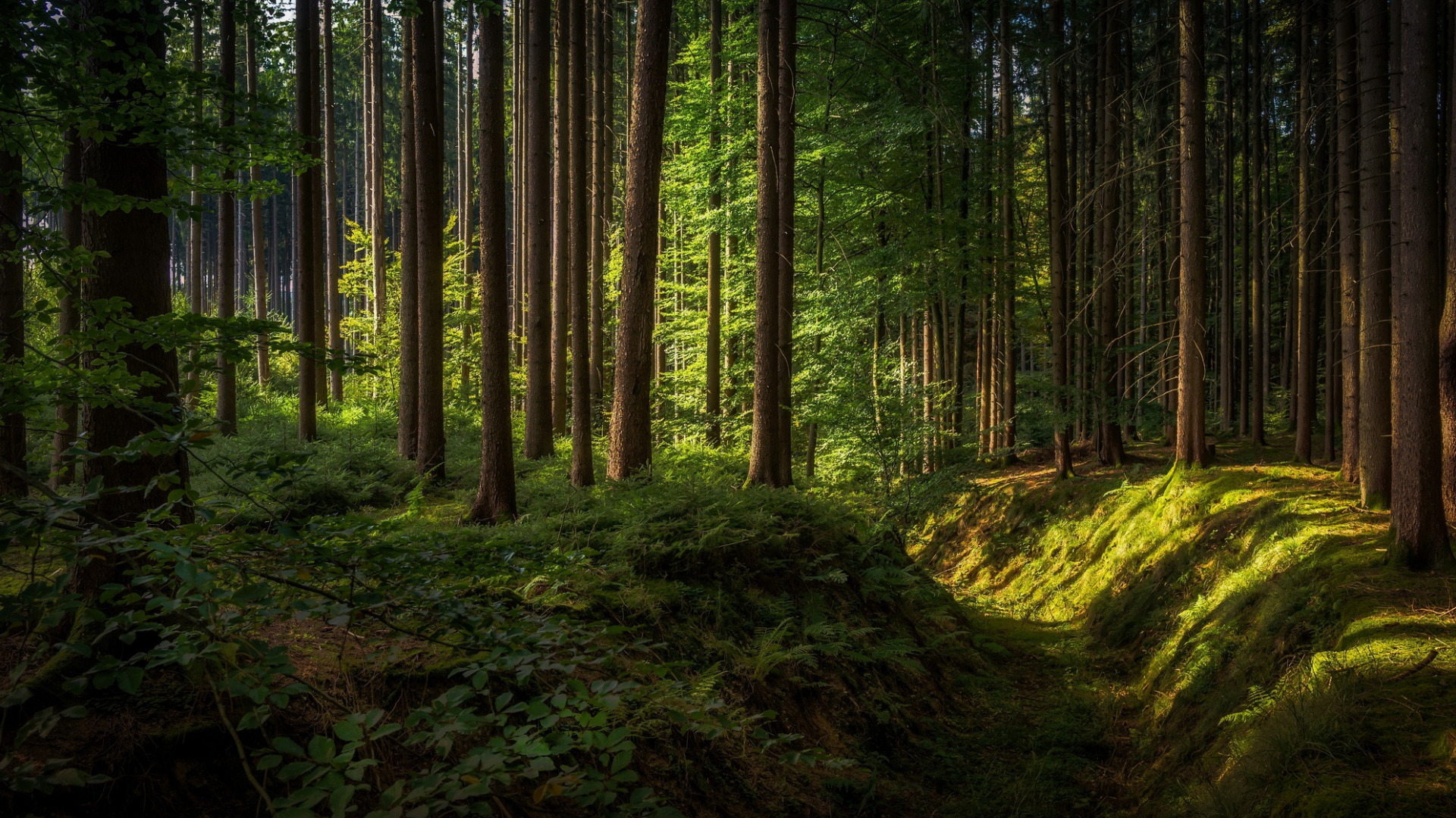 عکس دیدنی از یک جنگل سبز و قشنگ مناسب پس زمینه ویندوز