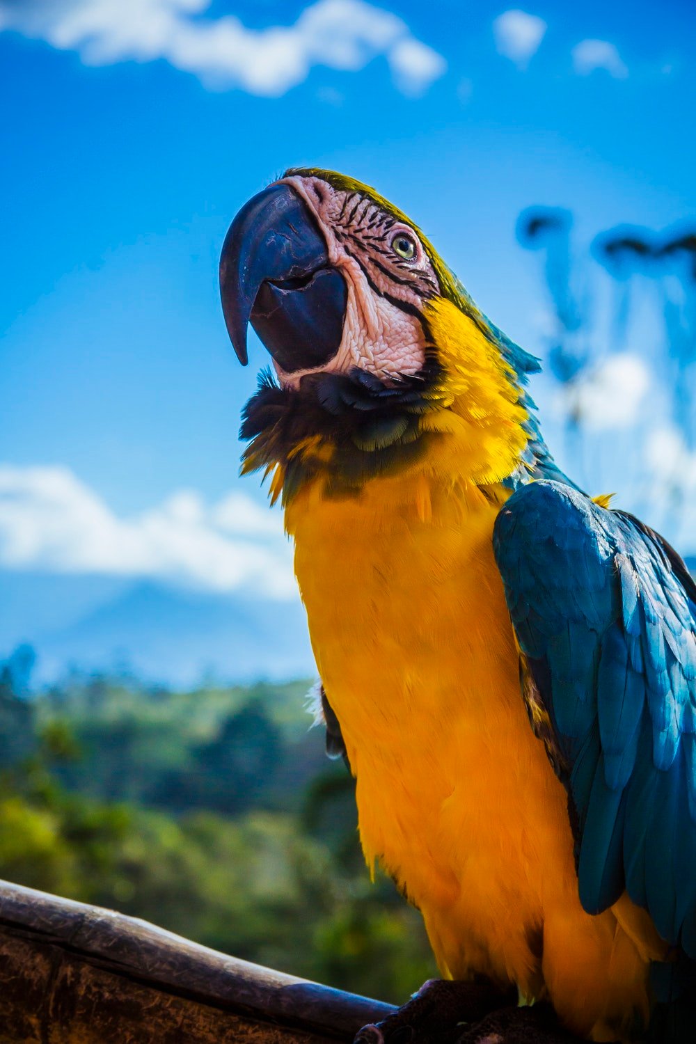 عکس استوک جالب از طوطی Macaw خوشرنگ زرد و آبی از نزدیک