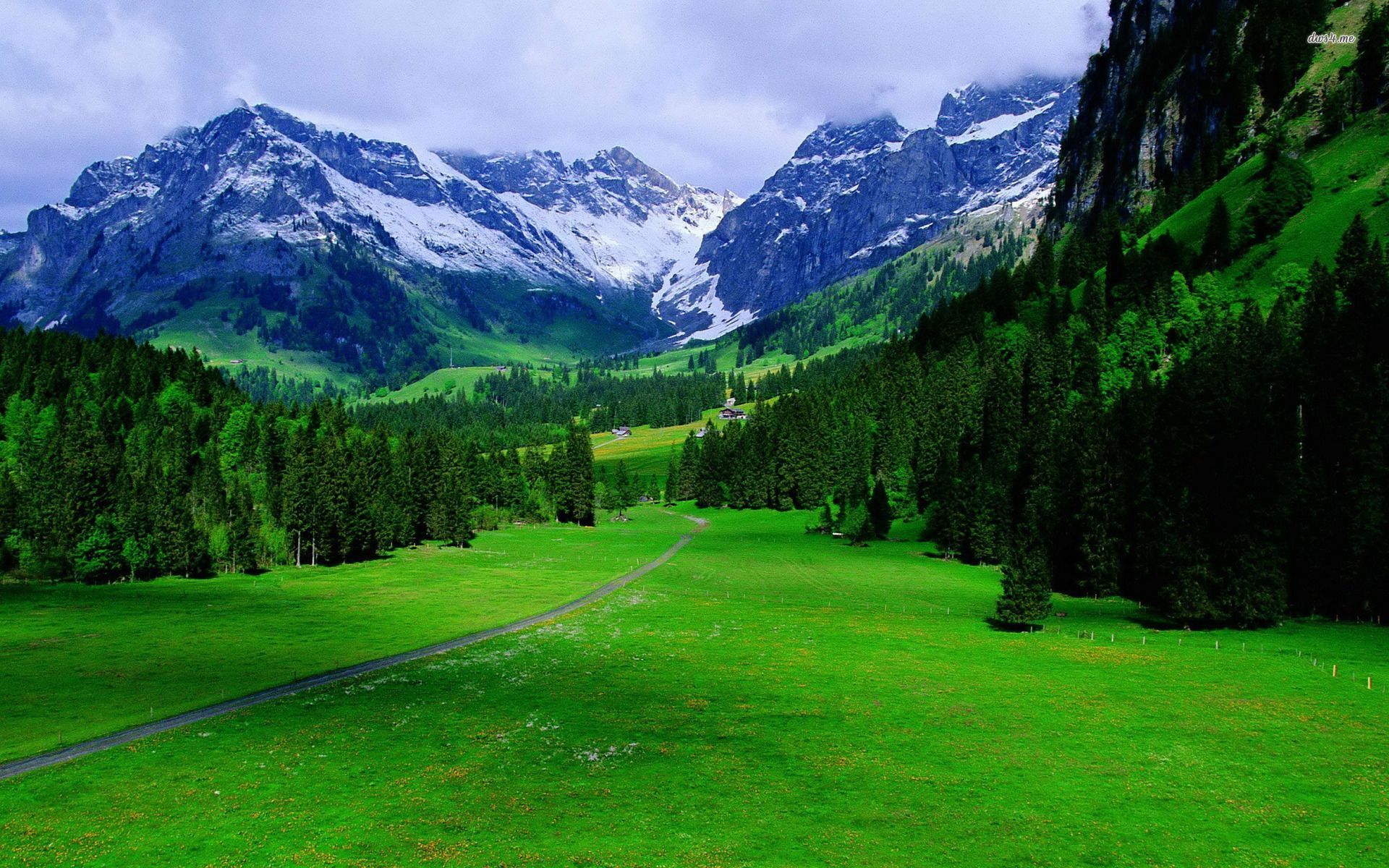 دانلود عکس FULL HD جنگلهای سرسبز سوئیس