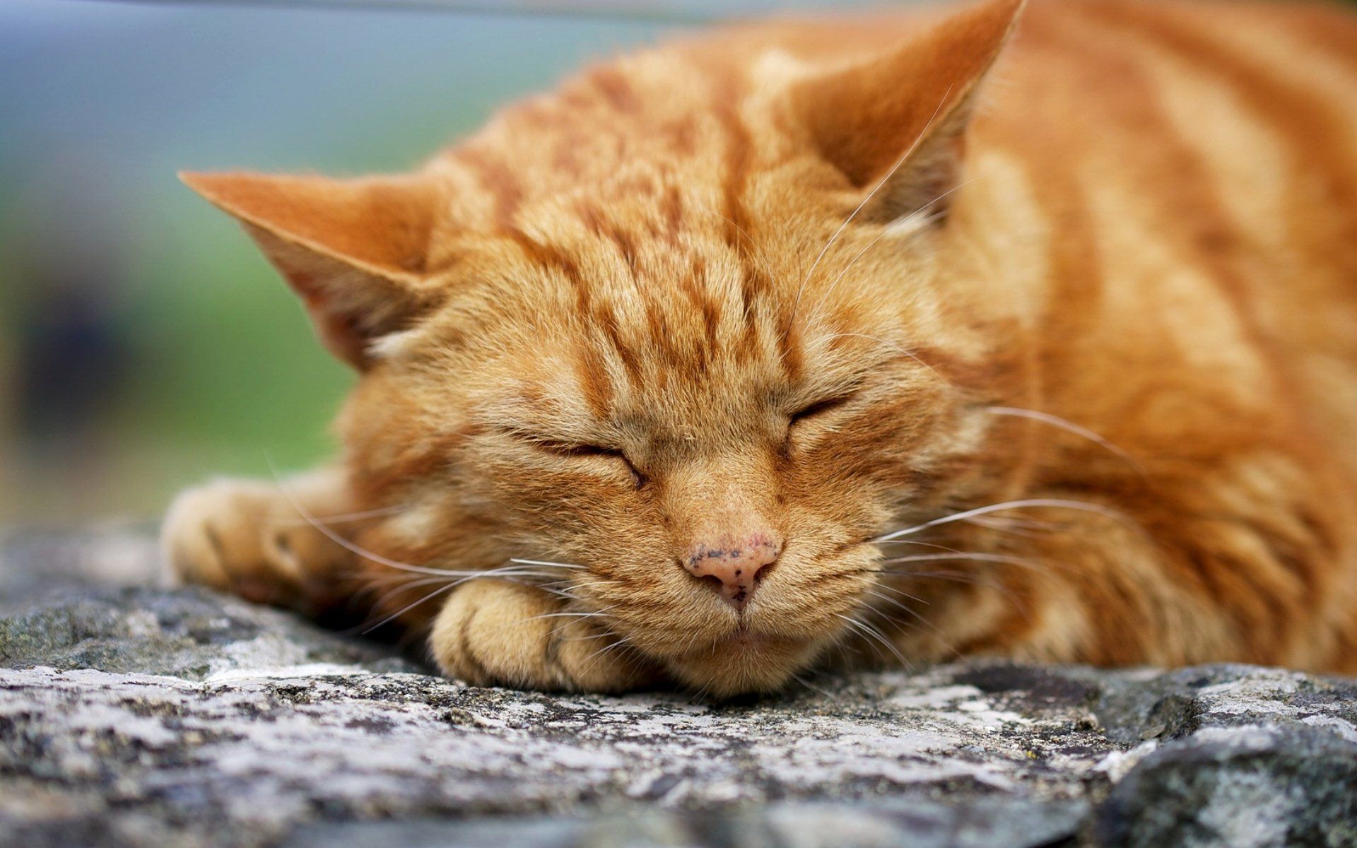 گربه نارنجی خواب آلود دوست داشتنی در یک قاب هنری 