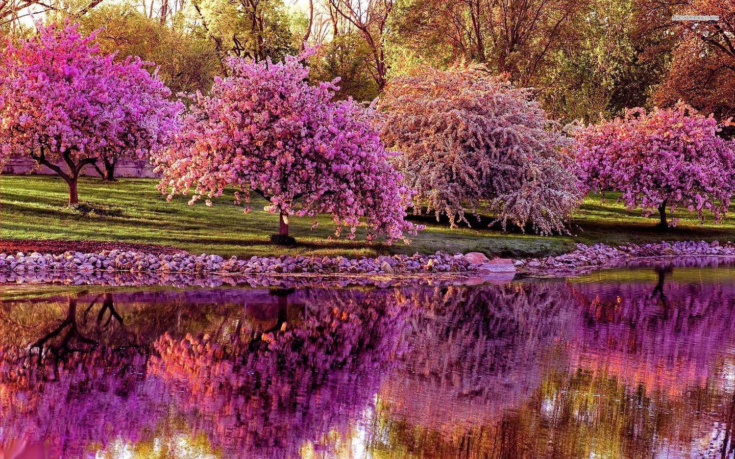 عکس یک صبح بهاری دل انگیز با درخت هایی به رنگ بنفش و صورتی