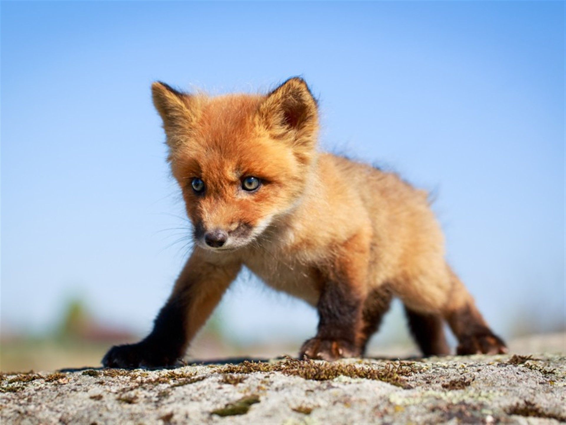 عکس استوک بچه روباه کوچولو با چشمان رنگی