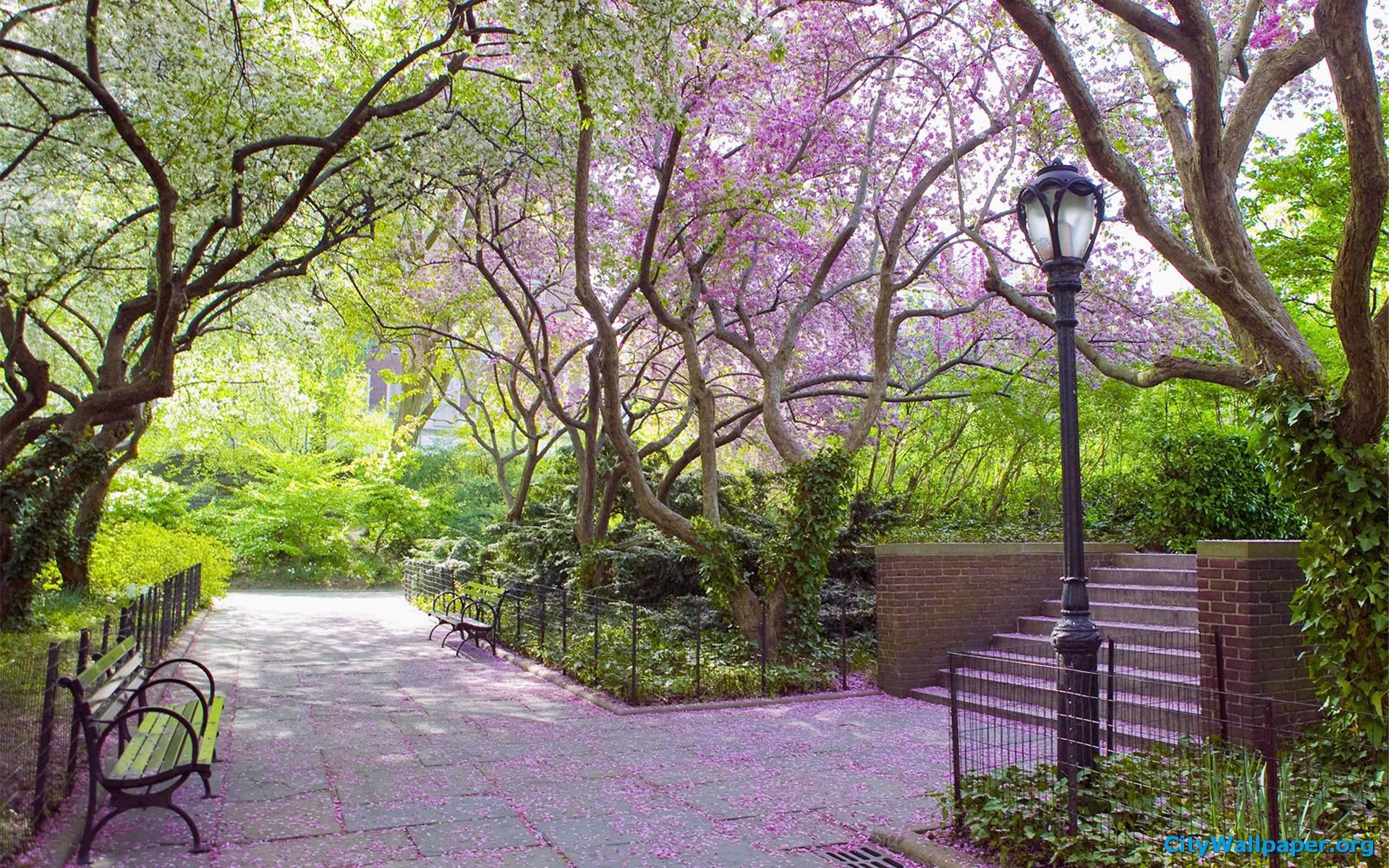 عکس درخت پرشکوفه بنفش در پارک زیبا برای Instagram 
