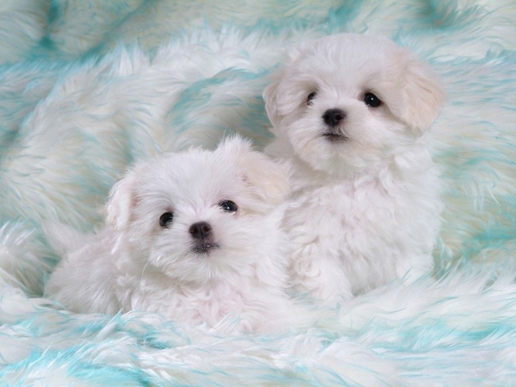 تصویر 4K از دو سگ سفید کیوت برای اینستاگرام