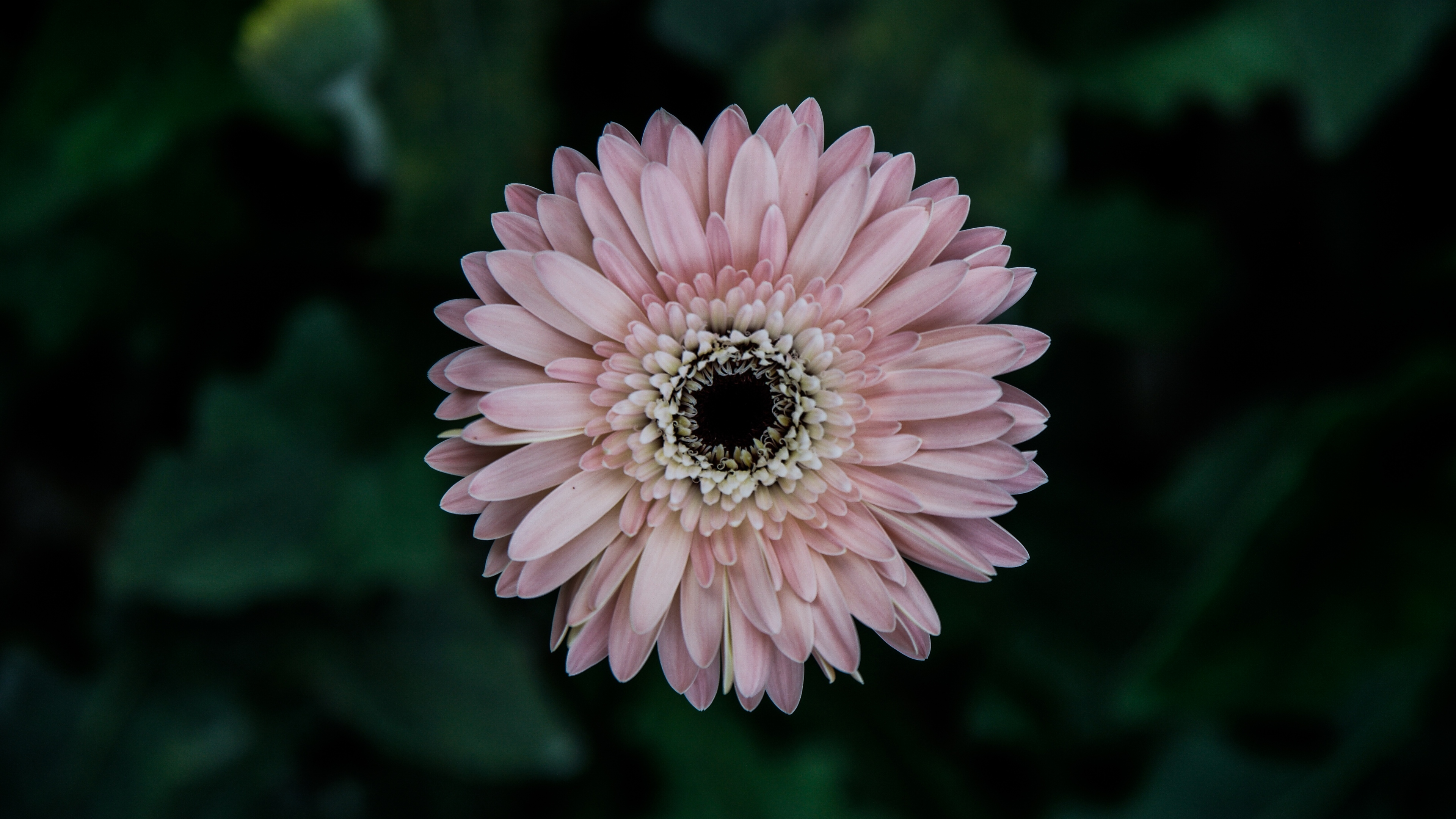 عکس زمینه گل و پس زمینه گل با بک گراند مشکی برای ویندوز 12