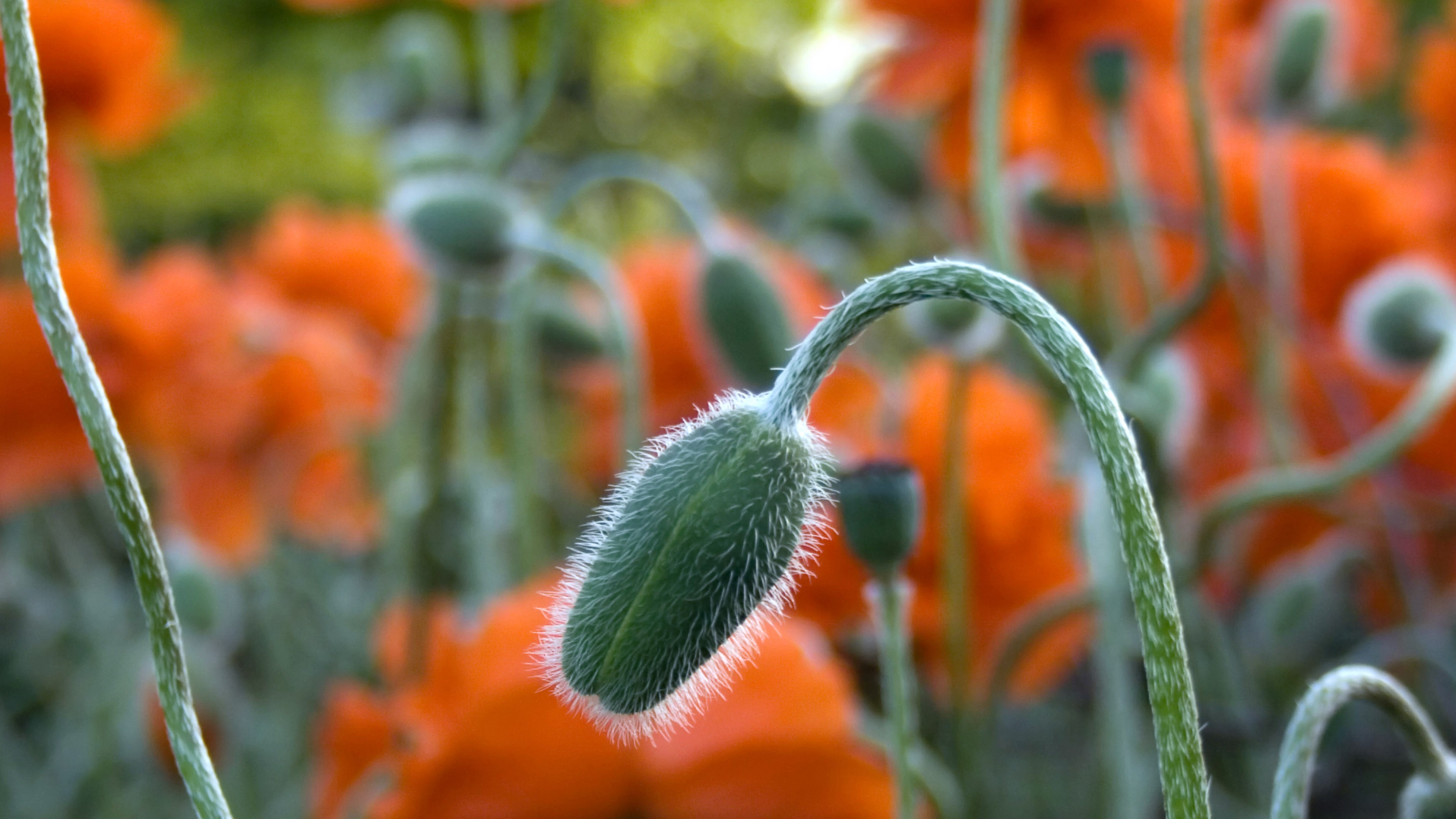 تصویر جالب دشت گل نارنجی برای دسکتاپ با کیفیت اولترا اچ دی