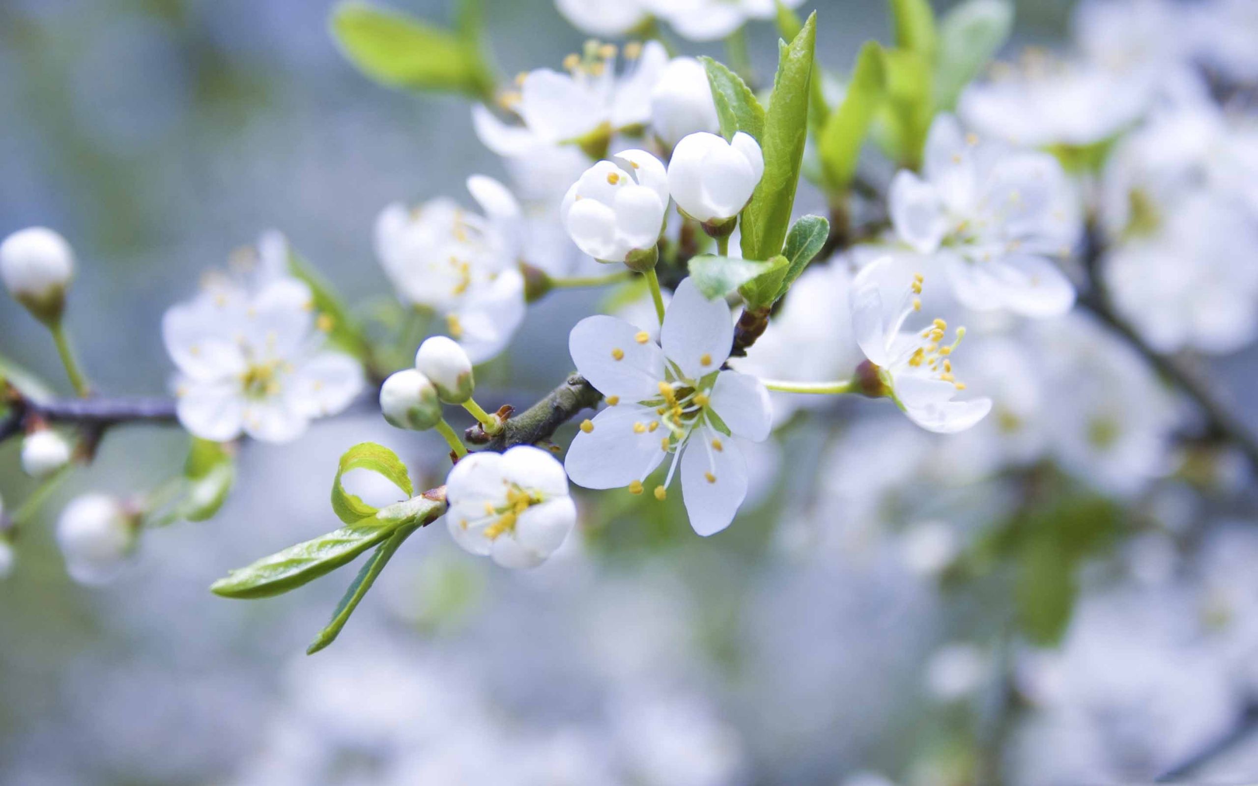 والپیپر شکوفه های سفید بهاری باکیفیت 4K